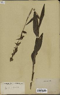 spécimen de Epipactis palustris