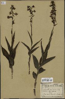 spécimen de Epipactis palustris