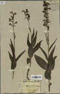 spécimen de Epipactis palustris