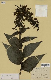 spécimen de Epipactis palustris