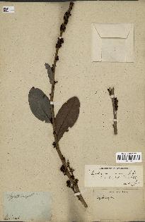 spécimen de Erythroxylum suberosum