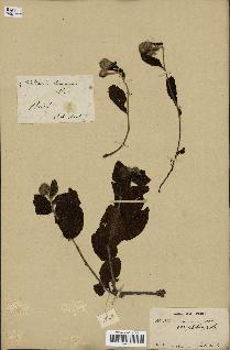 spécimen de Waltheria americana