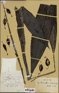 spécimen de Phaius tancarvilleae