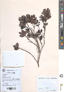 spécimen de Eugenia sp.