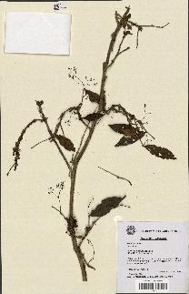 spécimen de Eugenia sp.