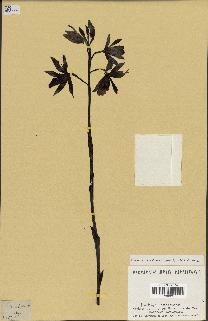 spécimen de Phaius tankervilleae