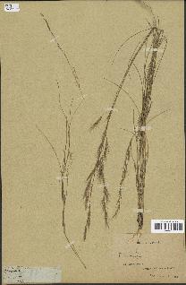 spécimen de Aristida adscensionis