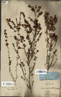 spécimen de Erica manipuliflora