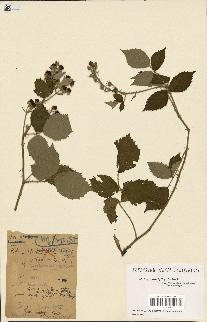 spécimen de Rubus rusticanus