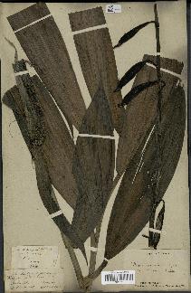 spécimen de Phaius tankervilleae