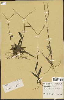 spécimen de Paspalum distichum