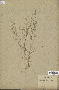 spécimen de Eragrostis tephrosanthos