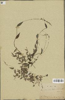 spécimen de Oplismenus setarius