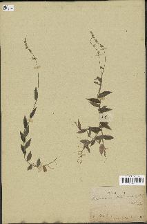 spécimen de Oplismenus setarius