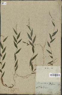 spécimen de Oplismenus setarius