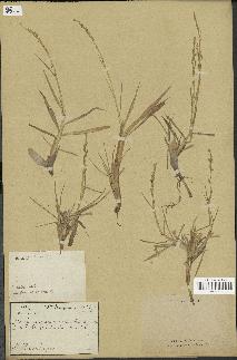 spécimen de Paspalidium geminatum