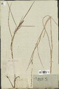 spécimen de Paspalidium geminatum