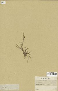 spécimen de Paspalidium geminatum