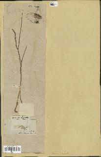 spécimen de Paspalidium geminatum