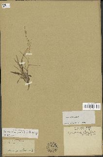 spécimen de Paspalidium geminatum