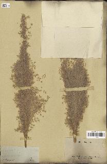 spécimen de Saccharum officinarum
