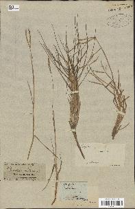 spécimen de Paspalum distichum