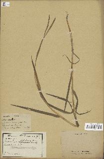 spécimen de Paspalum distichum