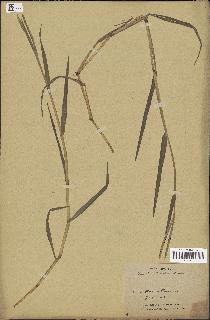 spécimen de Paspalum distichum
