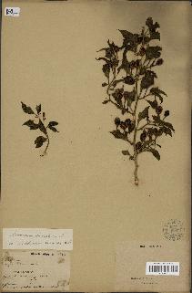 spécimen de Capsicum baccatum