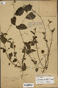 spécimen de Jacquemontia tamnifolia