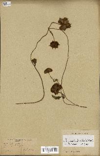spécimen de Jacquemontia tamnifolia