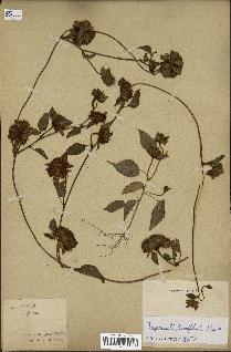 spécimen de Jacquemontia tamnifolia