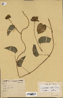 spécimen de Jacquemontia tamnifolia