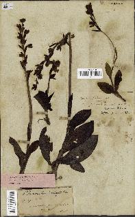 spécimen de Ophrys lutea