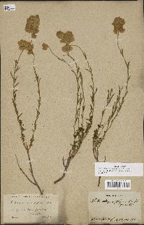 spécimen de Aethionema grandiflorum