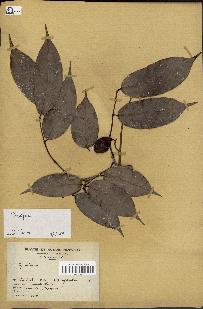 spécimen de Copaifera sp.