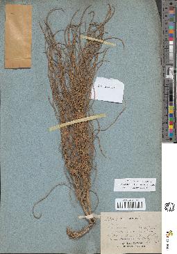 spécimen de Areca triandra
