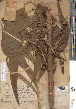 spécimen de Areca triandra