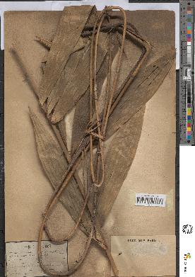 spécimen de Calamus palustris