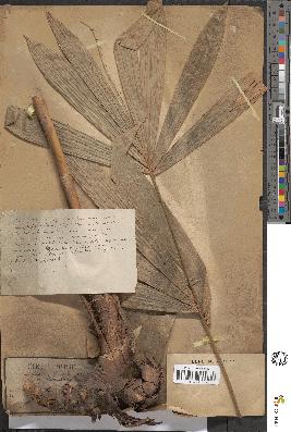 spécimen de Calamus palustris