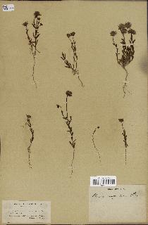 spécimen de Jasione corymbosa
