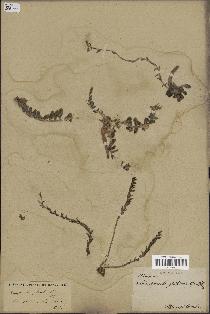 spécimen de Campanula filicaulis