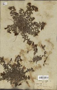 spécimen de Campanula mollis