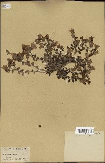 spécimen de Campanula mollis