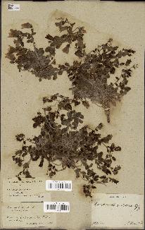 spécimen de Campanula mollis