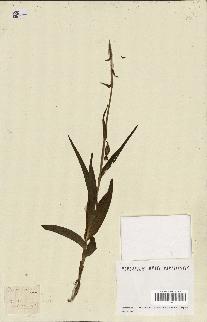 spécimen de Epipactis palustris