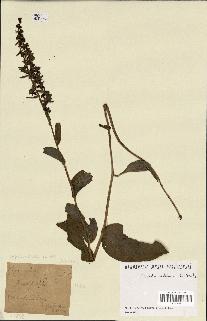 spécimen de Epipactis helleborine