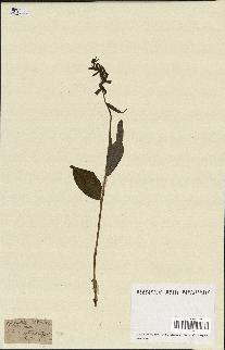 spécimen de Epipactis latifolia