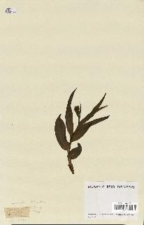 spécimen de Epipactis palustris