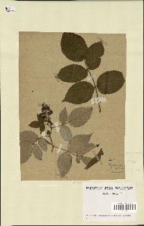 spécimen de Rubus idaeus